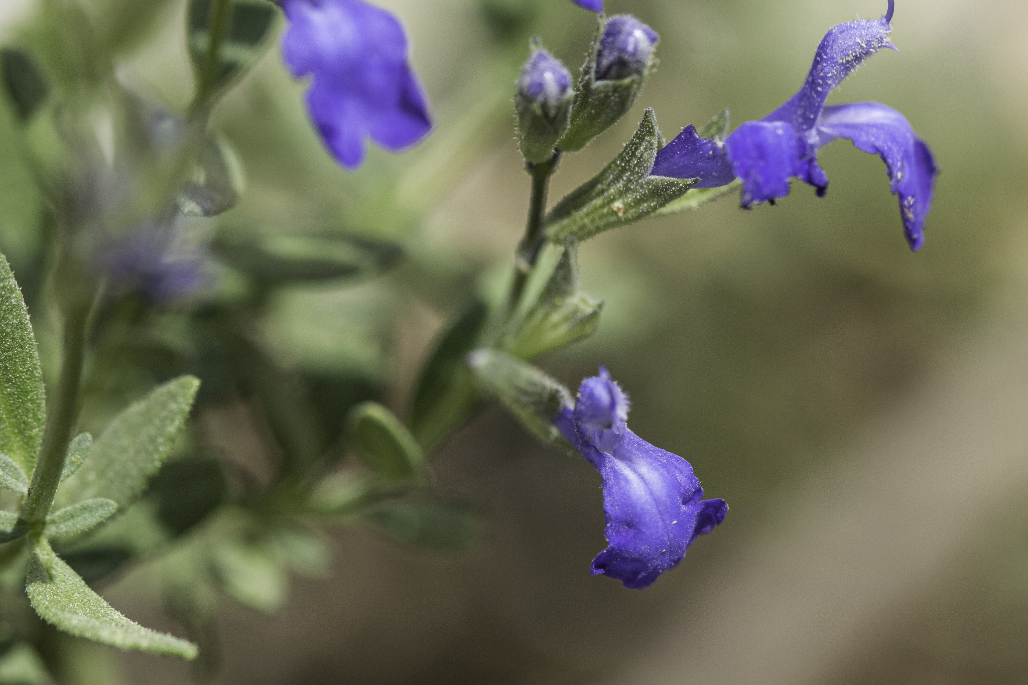 Salvia lycioides