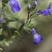 Salvia lycioides - Photo ללא זכויות יוצרים, הועלה על ידי Craig Martin