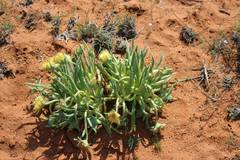 Conicosia pugioniformis