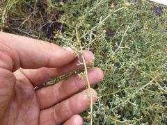 Tetraena retrofracta