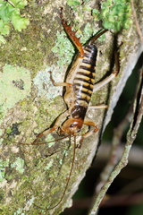 Hemideina crassidens