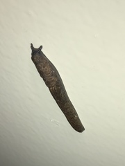 Milacidae