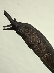 Milacidae