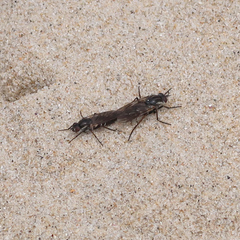 Anabarhynchus maritimus