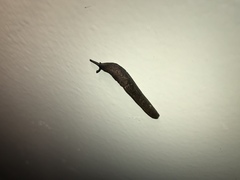 Milacidae