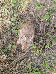 Sylvilagus floridanus