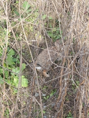 Sylvilagus floridanus