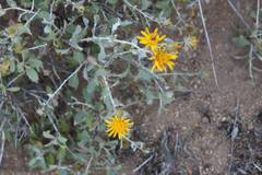 Berkheya fruticosa