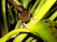 Triprion spatulatus