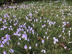 Crocus kotschyanus