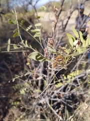 Eysenhardtia orthocarpa