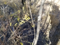 Eysenhardtia orthocarpa