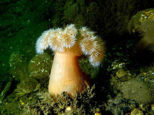 Plumose Anemone