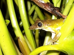 Triprion spatulatus