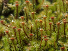 Breutelia pendula