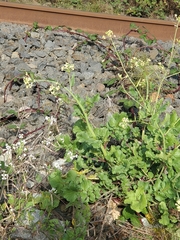 Raphanus raphanistrum