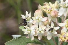 Cylindromyia bicolor