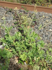 Raphanus raphanistrum