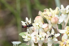 Cylindromyia bicolor