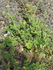 Raphanus raphanistrum