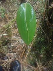 Pleurothallis bicruris