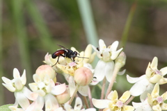 Cylindromyia bicolor