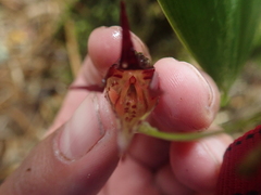 Pleurothallis bicruris
