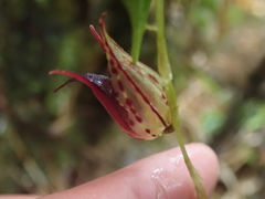 Pleurothallis bicruris