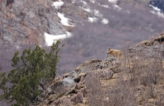 Canis lupus filchneri