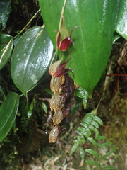 Pleurothallis bicruris