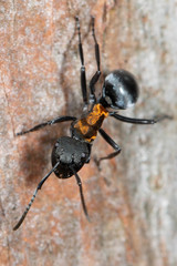 Polyrhachis ornata