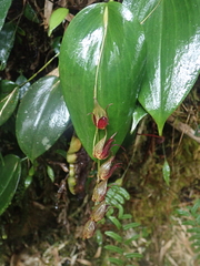 Pleurothallis bicruris