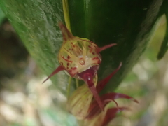 Pleurothallis bicruris
