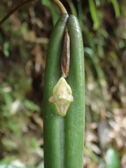 Pleurothallis ripleyi