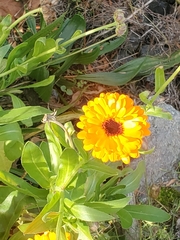 Calendula officinalis