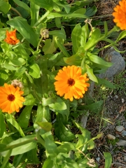 Calendula officinalis