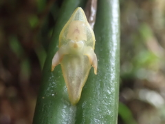 Pleurothallis ripleyi