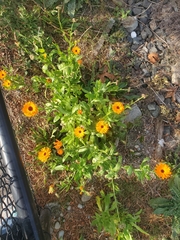 Calendula officinalis