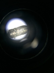Buprestinae