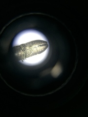Buprestinae