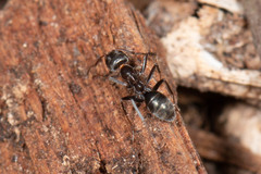 Iridomyrmex suchieri
