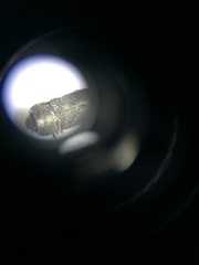 Buprestinae