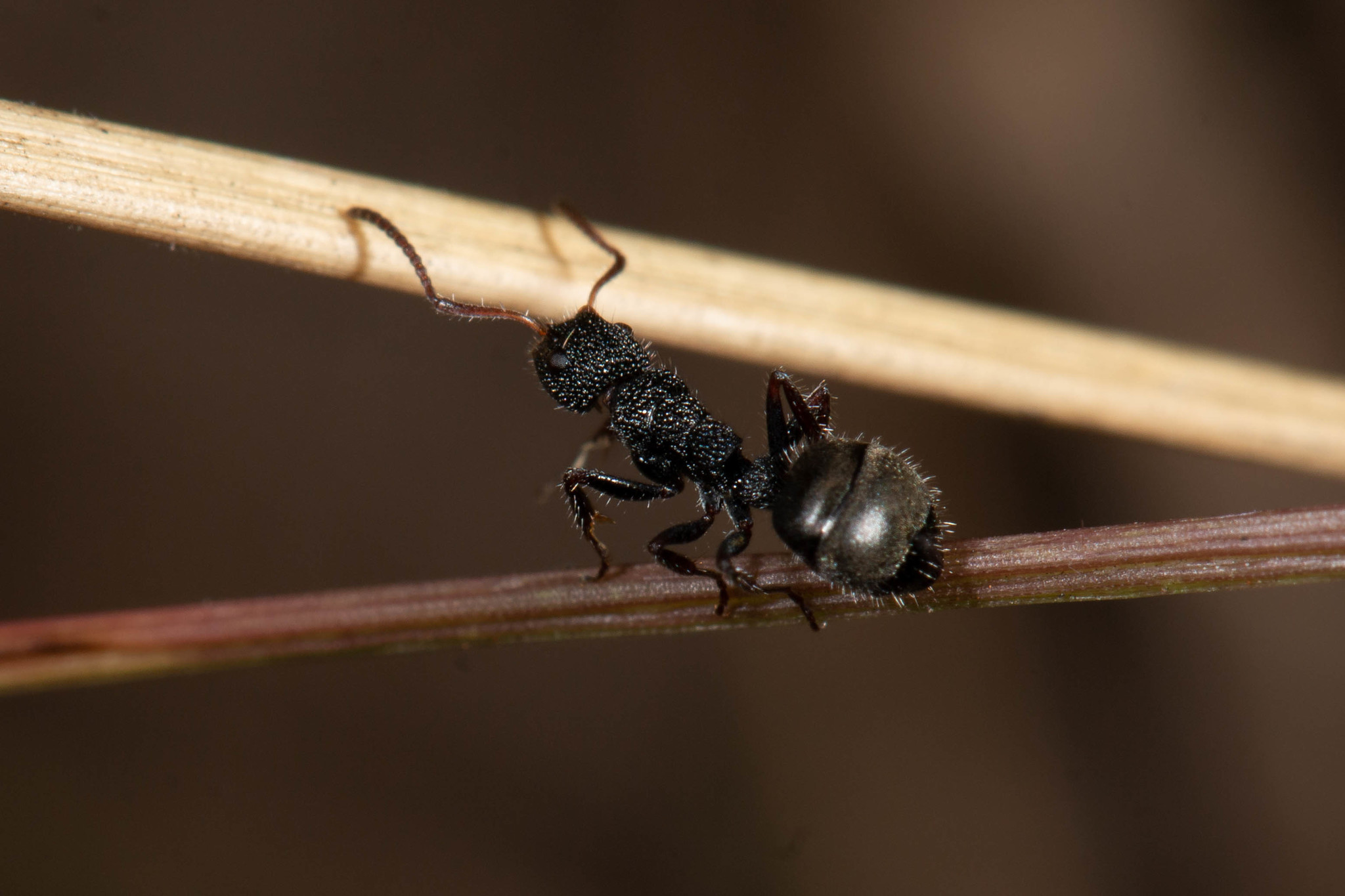 Dolichoderus scrobiculatus