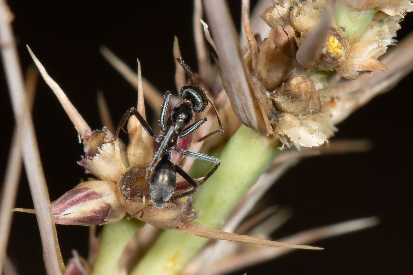 Iridomyrmex mayri