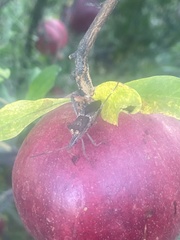 Leptoglossus zonatus