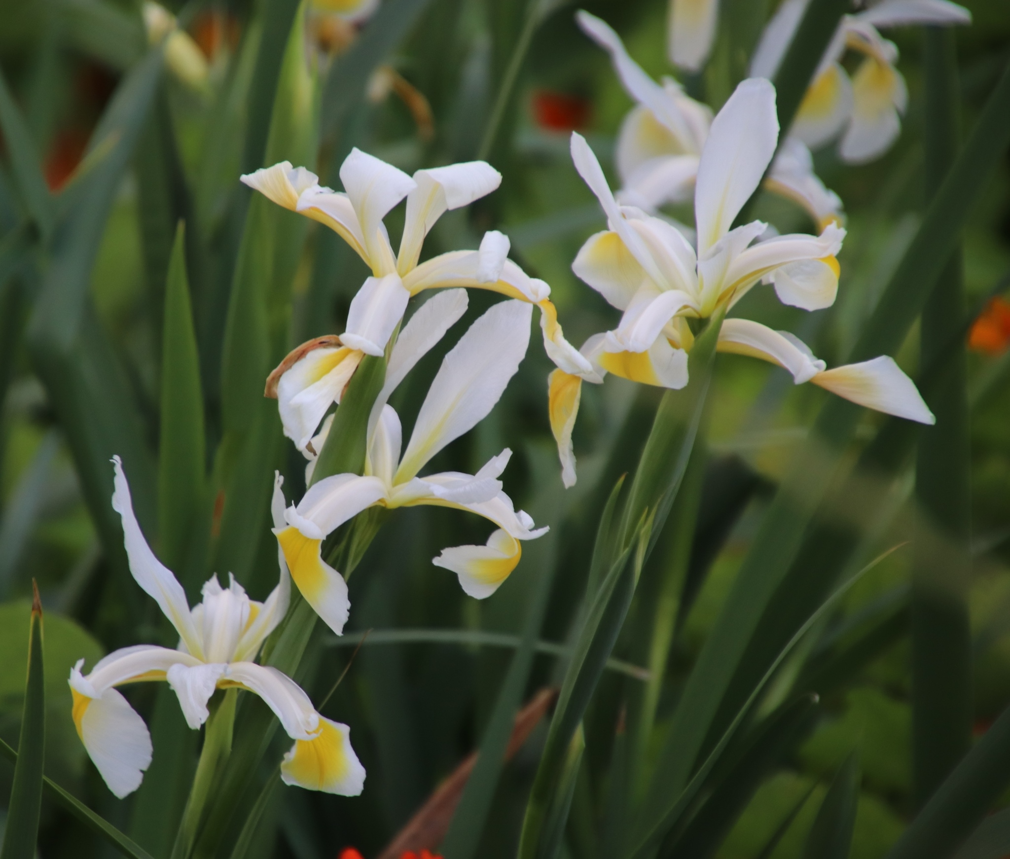 Iris orientalis