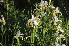Iris orientalis