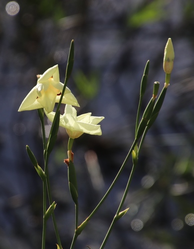 Dietes bicolor