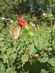 Danaus plexippus