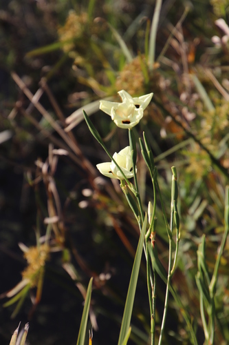 Dietes bicolor